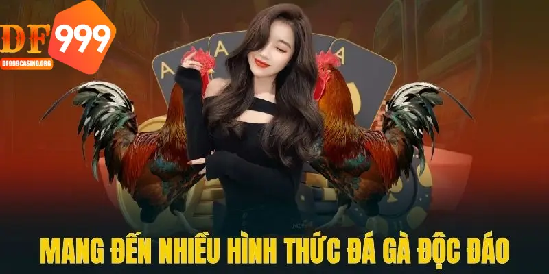 Sảnh game đá gà DF999 được người chơi yêu thích nhờ chất lượng live đỉnh cao